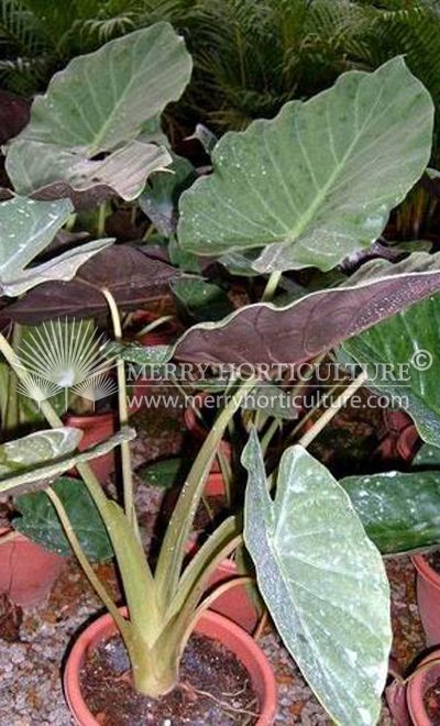 Alocasia wentii 230